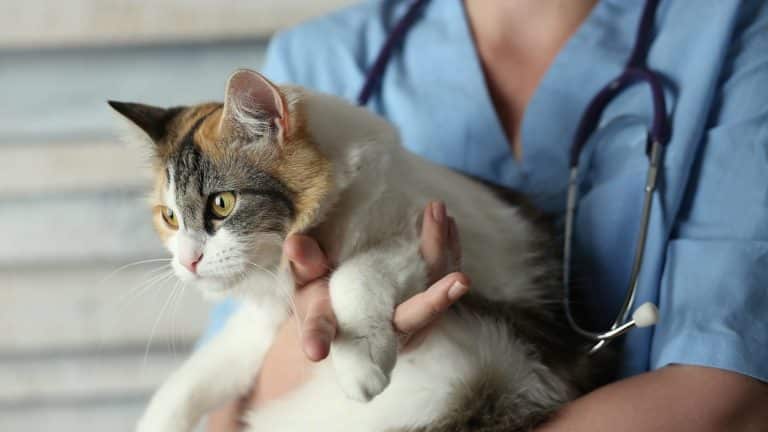 le-temoignage-d-un-veterinaire-sur-l-euthanasie-chat